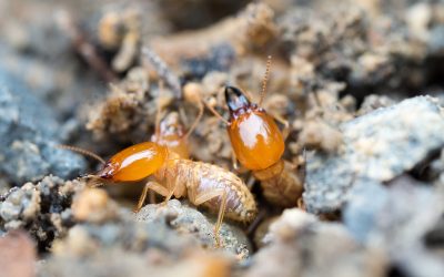 Getting A Termite Inspection