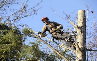 Maintaining a Healthy Landscape: The Role of Tree Trimming in Omaha, NE, Services