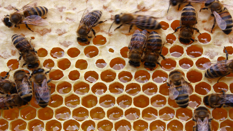 Eliminating A Hive And A Honey Bee Swarm In Dublin OH