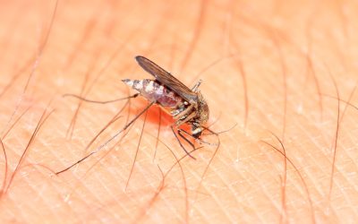 Home Mosquito Control in Clearwater, FL: Protect Your Home Year-Round