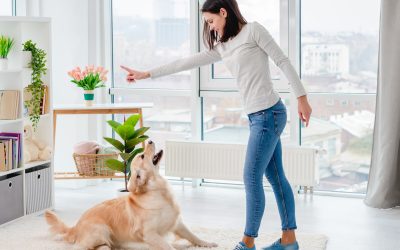 Effective Aggression Training for Dogs in Las Vegas, NV