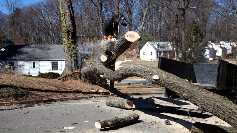 Arborists in Dunwoody, GA: Keeping Trees Safe and Beautiful