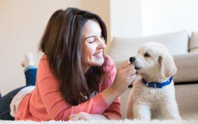 Ensuring Quality Care and Services for Pet Owners: The Growing Demand for Dog Daycare in Denver