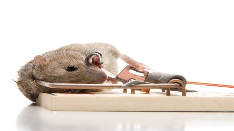 How To Eliminate Mice In The Home Between Professional Pest Control Visits