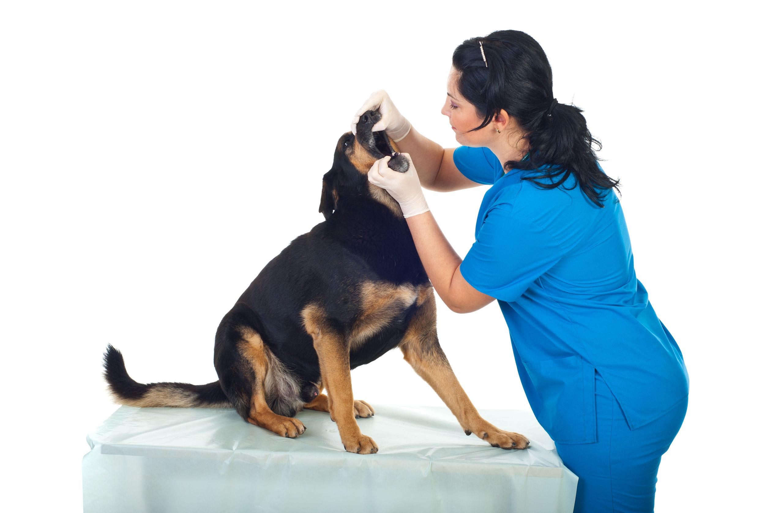 What Are You Seeking From a Pet Care Center in Timonium, MD?