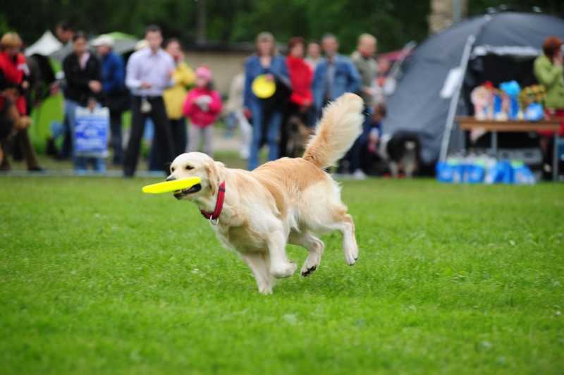 Obedience Training For Dogs Chicago Could Save a Life