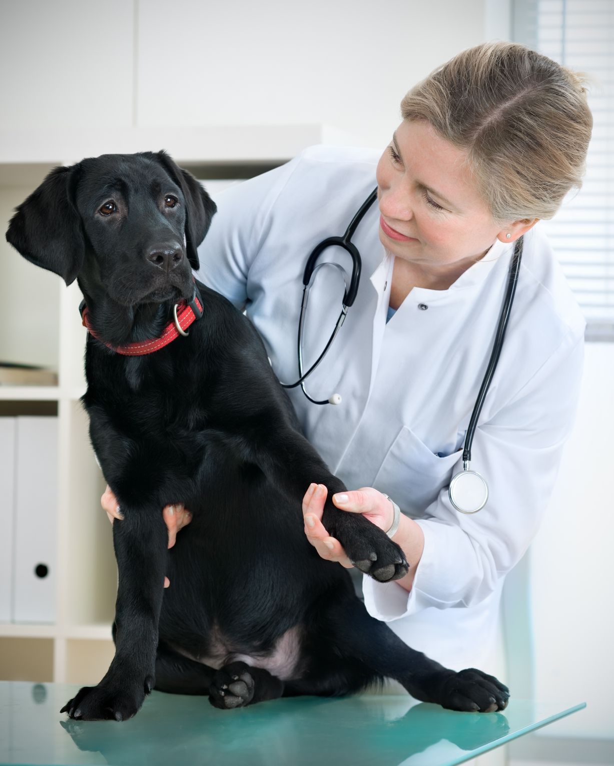 Why Pet Wellness Exams And Vaccinations Are Important In Chicago