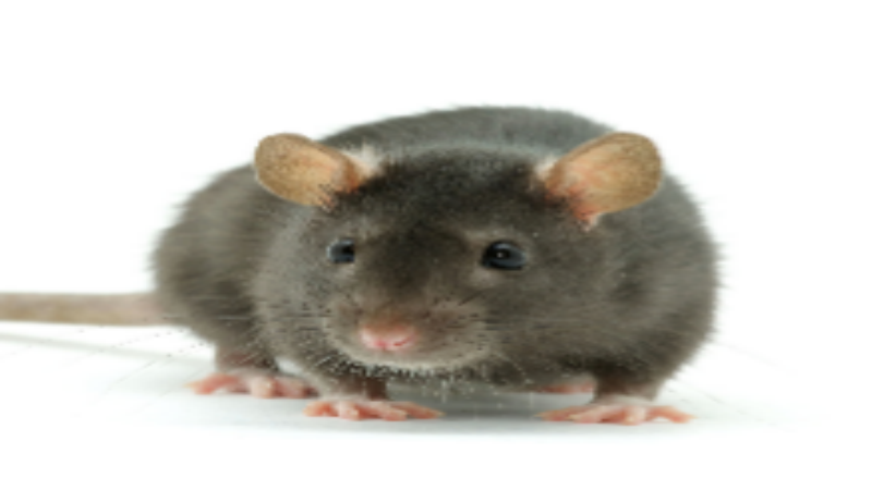 Tips on Hiring Rodent Control Services in Plymouth, MA